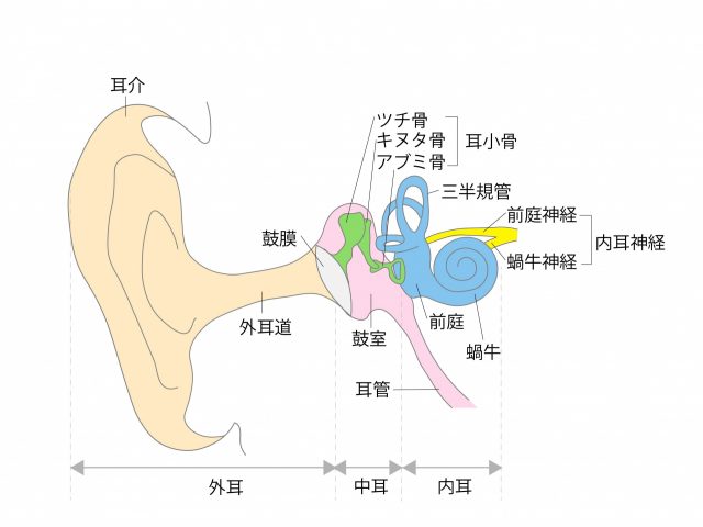 耳を回して頭痛　肩こりを改善！